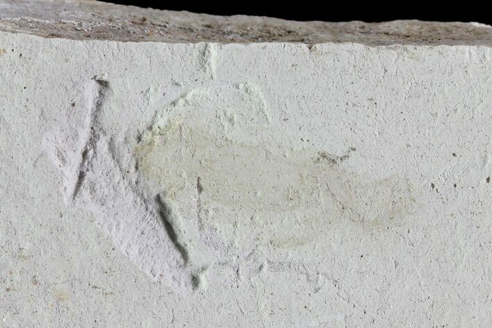 Bargain, Fossil Pea Crab (Pinnixa) From California - Miocene #74478